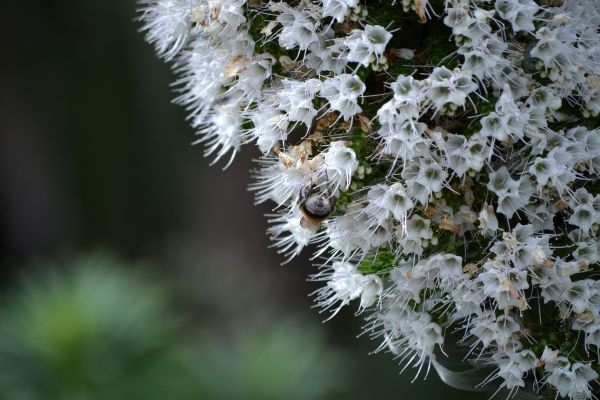 flori, natură, plante, fotografie, iarnă, ramură