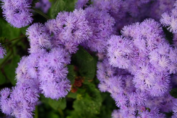 fleur,plante,pétale,botanique,violet,organisme