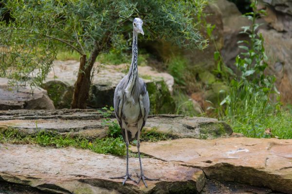 Germania,natura,Zoo,Berlino,parco,giungla