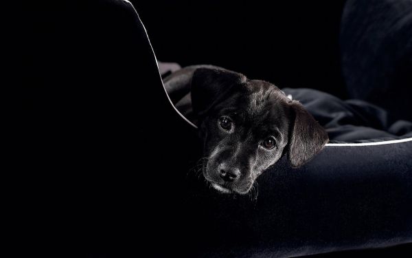 Preto,cachorro,bebê,Bigodes,cachorro,fotografia