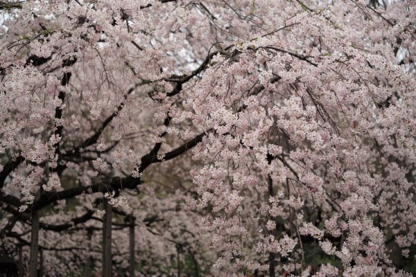 Japon,branche,fleur de cerisier,fleur,printemps,Leica