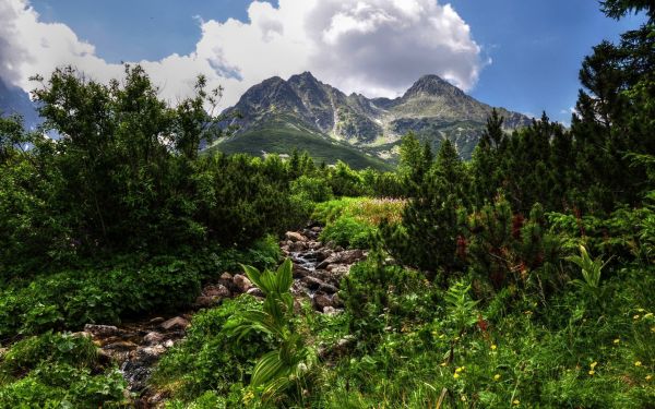 paisaje, bosque, montañas, colina, naturaleza, parque