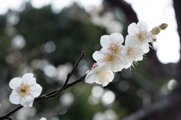 Japon,aliments,branche,fruit,fleur de cerisier,fleur