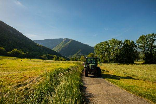 la photographie,en plein air,des arbres,la nature,verdure,herbe