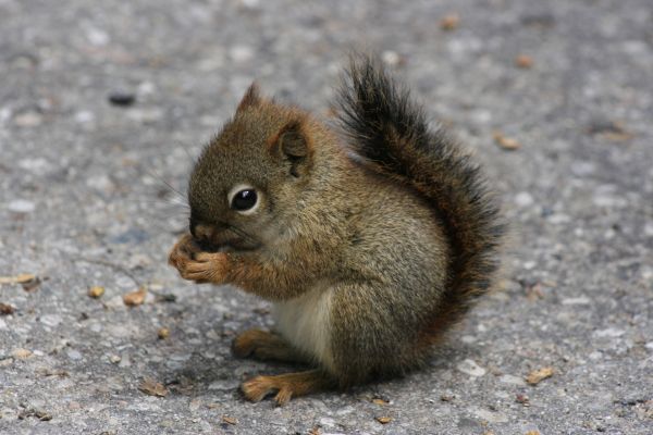 ardilla,fauna silvestre,bigotes,perrito de las praderas,roedor,Chipmunk traducción