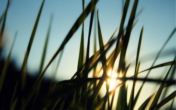 zonlicht,zonsondergang,natuur,reflectie,gras,hemel