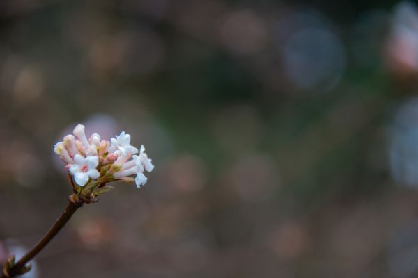 la nature,la photographie,branche,vert,fleur,Bokeh