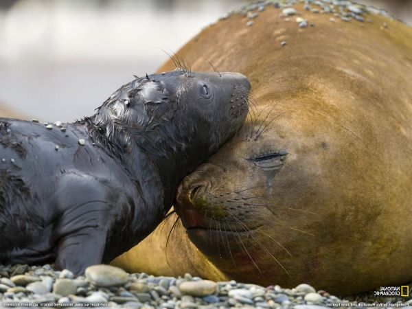 animaux,faune,scellés,des bébés animaux,National Geographic,morse