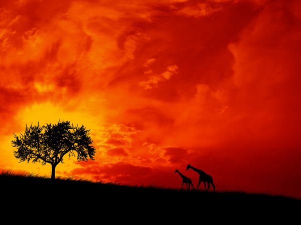 lumière du soleil,le coucher du soleil,ciel,champ,Girafes,lever du soleil