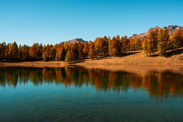 forest,landscape,nature,lake,clear sky