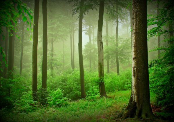 sunlight,forest,nature,green,wood,branch