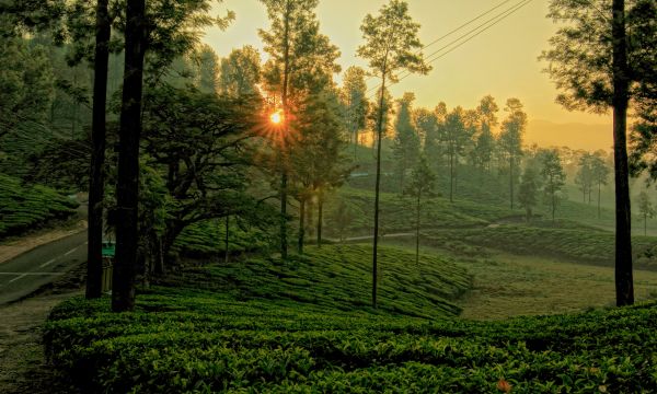 sunlight, trees, landscape, forest, nature, grass