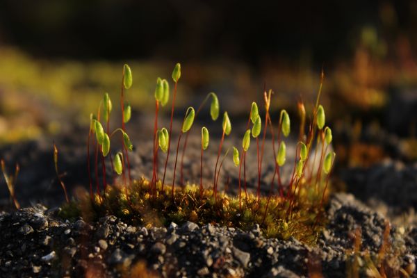 自然,草,モス,日光,壁,閉じる