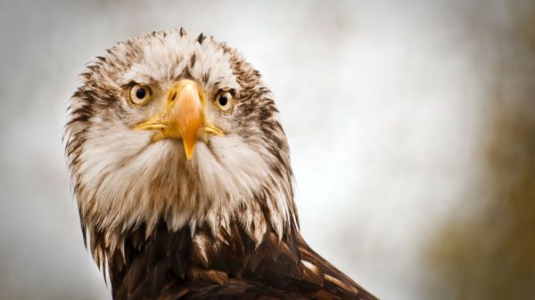 mata, bulu, margasatwa, burung buas, burung rajawali, burung hantu