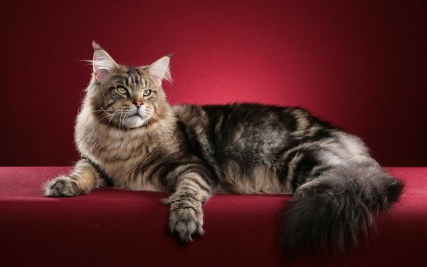 kissa,eläimet,turkis,poskiparta,Maine Coon,punaisella taustalla