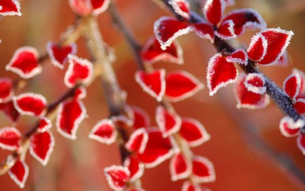 aliments, rouge, feuilles, la nature, les plantes, branche