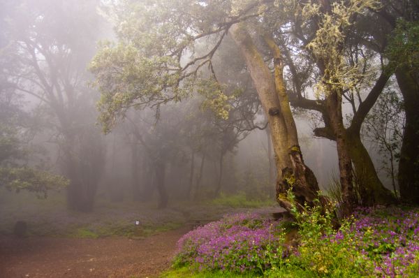 sollys, træer, natur, landskab, Skov, blomster