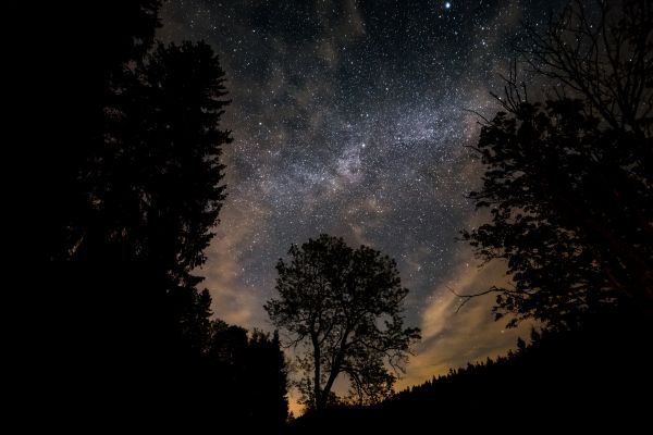 bois,silhouette,nuit,Canon,étoiles,étoile