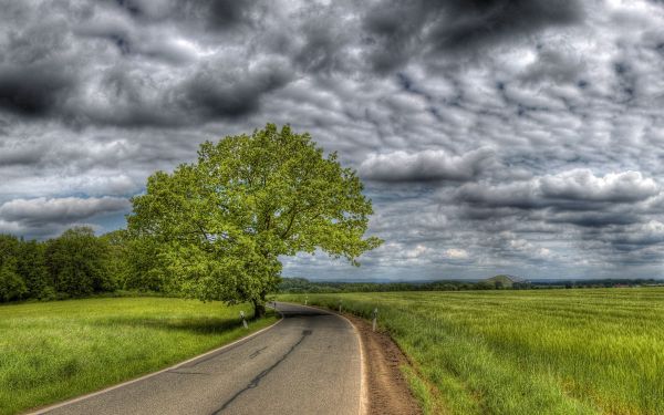 Árboles,paisaje,colina,naturaleza,césped,cielo