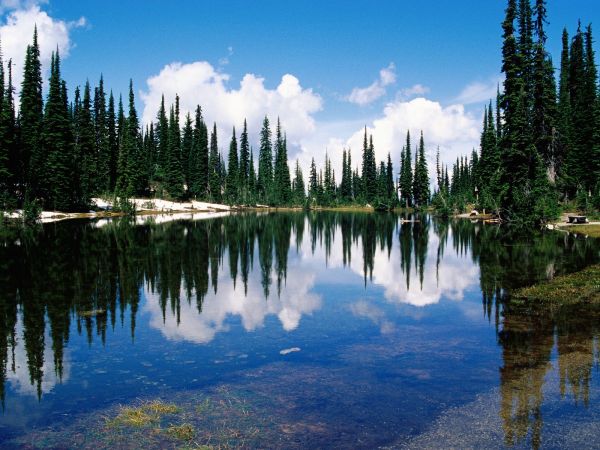 des arbres,paysage,forêt,Lac,eau,la nature