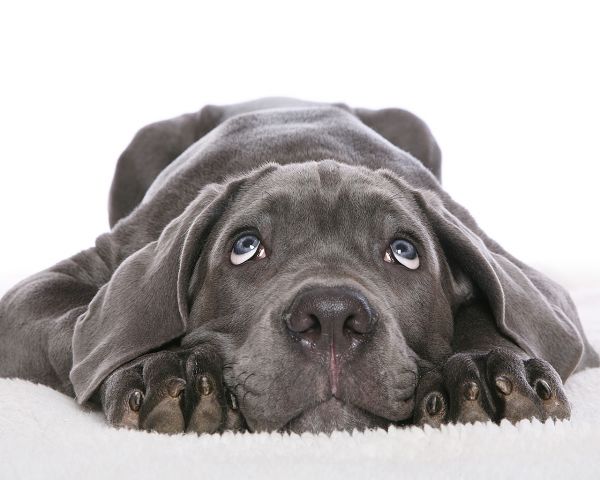 branco,cachorro,cara,Preto,Coroa de cana,fofa