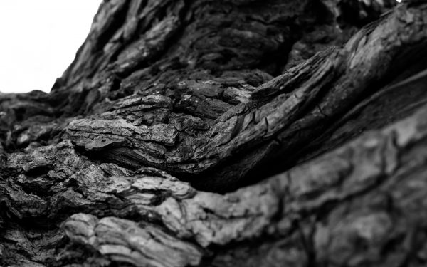 2880x1800 px,svart,bw,bark,makro,tre