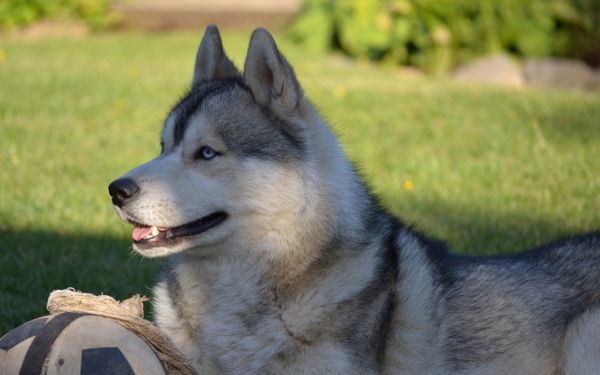 hund,husky,græs,ligge ned,bold,profil