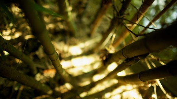 zonlicht,Bos,natuur,groen,scherptediepte,tak