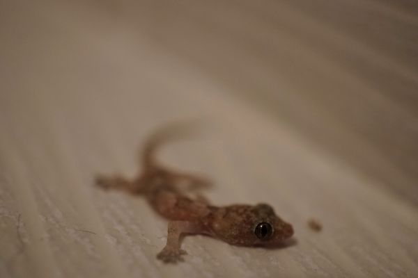 Mini,Nahansicht,Makro,Amphibie,Sehr klein,Gecko