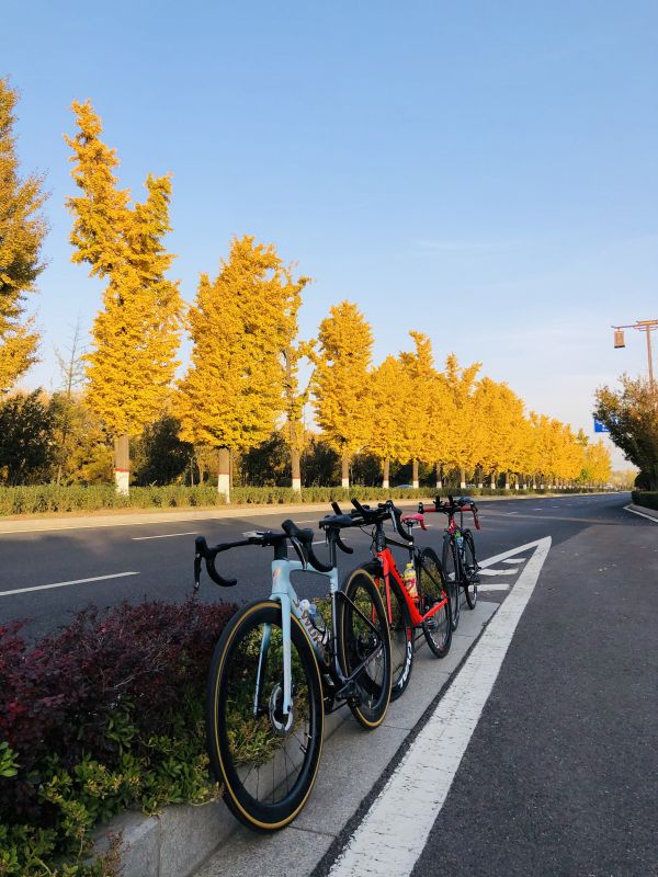 Jahreszeiten,Bäume,Fotografie,Fahrrad