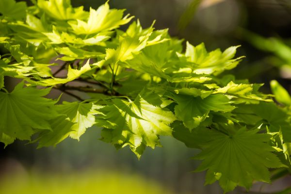 lumina soarelui,natură,ramură,verde,copac,galben