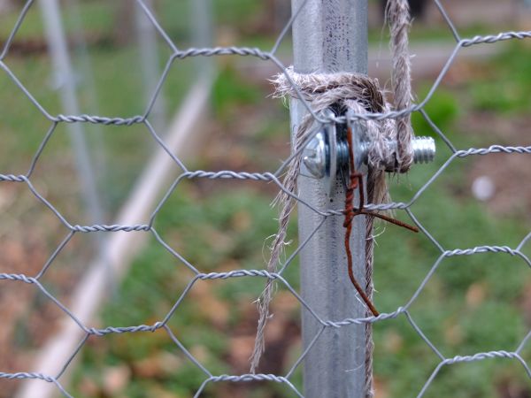 reti metalliche,fauna,ramo,natura,avvicinamento,albero