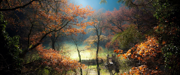 luz de sol,bosque,naturaleza,fotografía,Mañana,rama