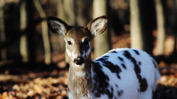 jeleń,las,dzikiej przyrody,Jeleń Piebald,fauna,ssak