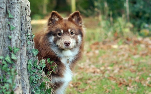 hond,gras,uitkijken,boom