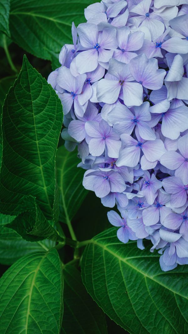 les plantes,la nature,feuilles,fermer,récolte,Affichage du portrait