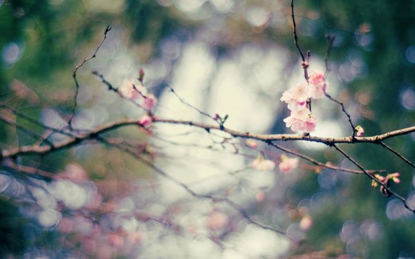 1920x1200 px,Bokeh,Flores,natureza,flores cor de rosa,Profundidade de campo