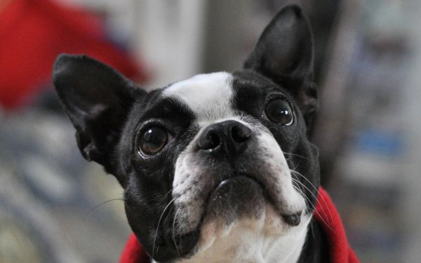 koira,bulldoggi,French Bulldog,bostoninterrieri,katse,korvat