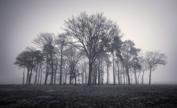 luce del sole, alberi, paesaggio, foresta, monocromo, natura