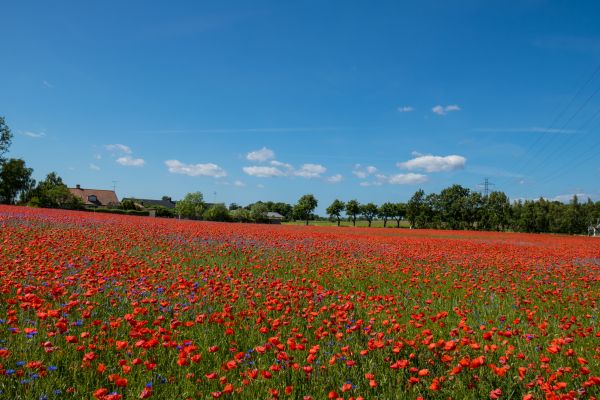 flower, field, cornflower, poppy, blomma, geolocation