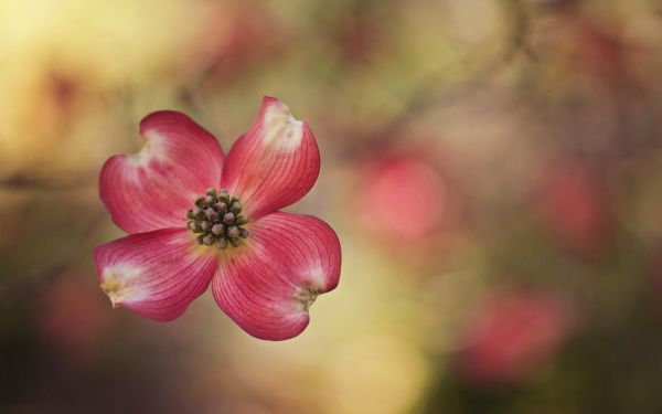 fleurs, la nature, Macro, rouge, la photographie, fleur