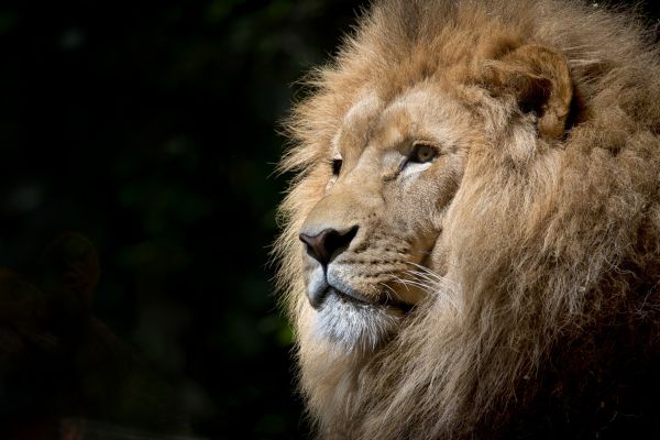 Fotografie,Löwe,Tierwelt,Afrika,einfach