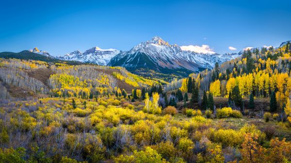 sky,plant,mountain,Natural landscape,flower,larch