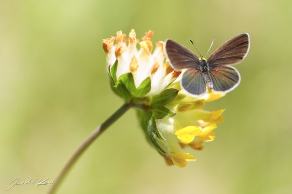 negro,Animales,mariposa,insecto,fotografía,rama