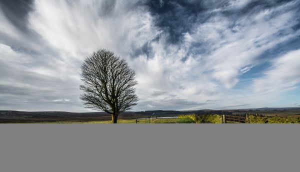 paysage, blanc, lumière du soleil, des arbres, gens, le coucher du soleil