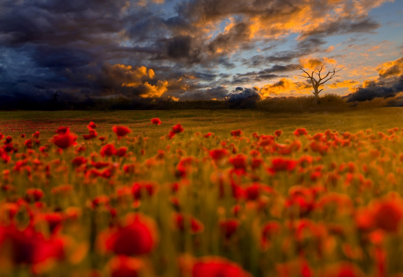 blomst, Sky, himmel, plante, dagtimerne, økoregion, kronblad, naturligt miljø, Natural landscape, People in nature, orange, vegetation, græs, sollys, landbrug, atmosfærisk fænomen, græsarealer, horisont, almindeligt, urteagtig plante, landdistrikt, landskab, sommer, eng, græs familie, blomstrende plante, Mark, prærie, cumulus, etårig plante, tæt på, plantage, steppe, aften, forår, cash crop, græs, wildflower, Forb, stængelplante, dyreliv, KUNST, afgrøde, gård, coquelicot, valmue, valmue familie, solsikke, makrofotografering