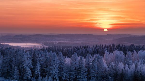 nature,landscape,trees,winter,Sun,sunset