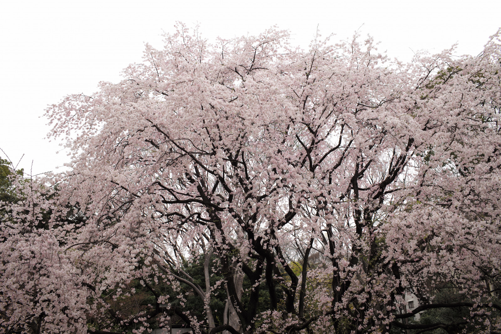 Japon, branche, fleur de cerisier, fleur, printemps, Leica, Tokyo, M, fleur, plante, Sakura, Komagome, Rikugien, Summicron, Summicron235, 235, fleurs de cerisier, Leicam, Typ240, Weepingcherry, produire