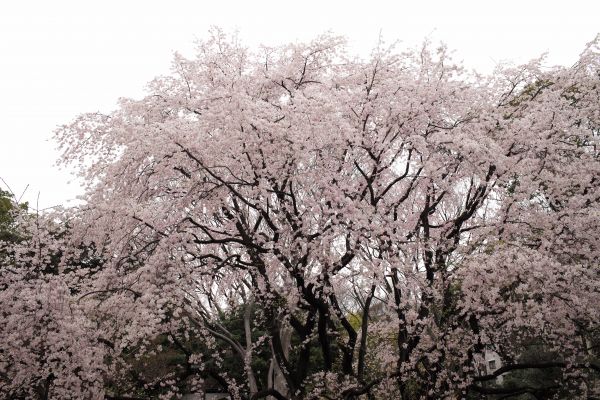 Japon,branche,fleur de cerisier,fleur,printemps,Leica