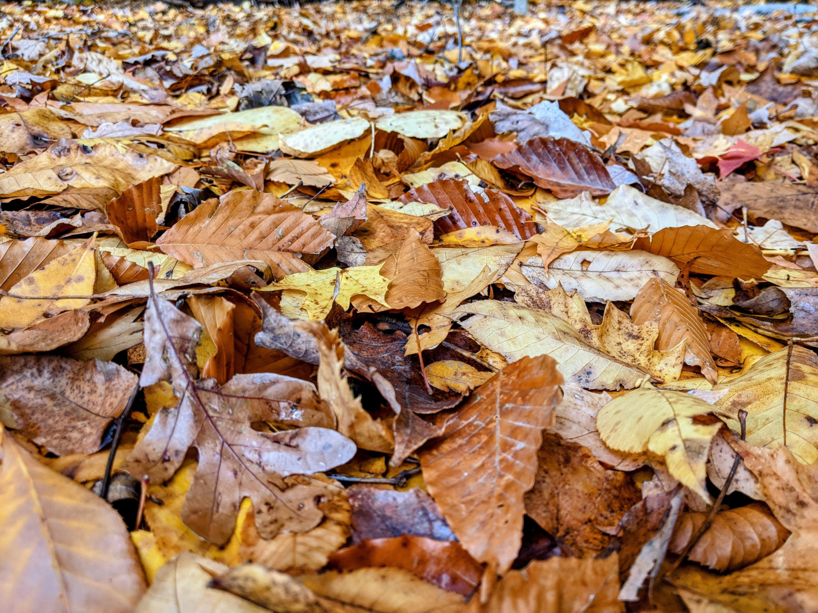 le foglie, foglie cadute, yellow leaves, autunno, natura, avvicinamento